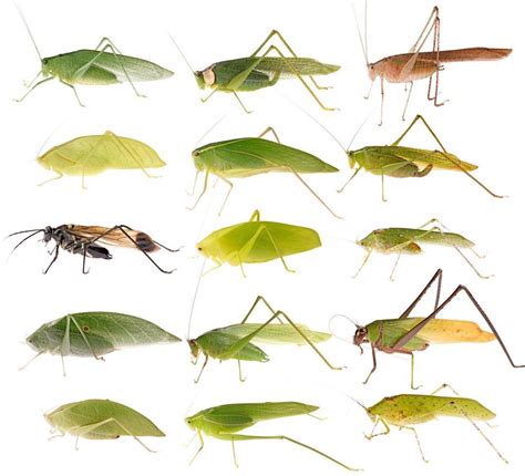 bugs that are similar to grasshoppers